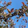plusieurs pommes noires Veralma sur une branche sur l'arbre
