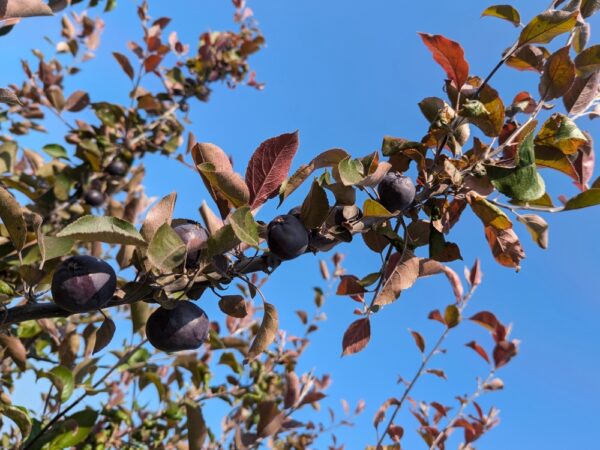 plusieurs pommes noires Veralma sur une branche sur l'arbre