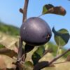 pomme hongroise couleur noir Veralma