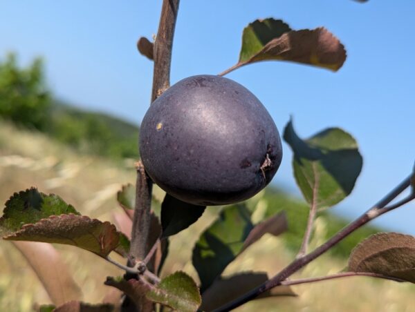 pomme hongroise couleur noir Veralma