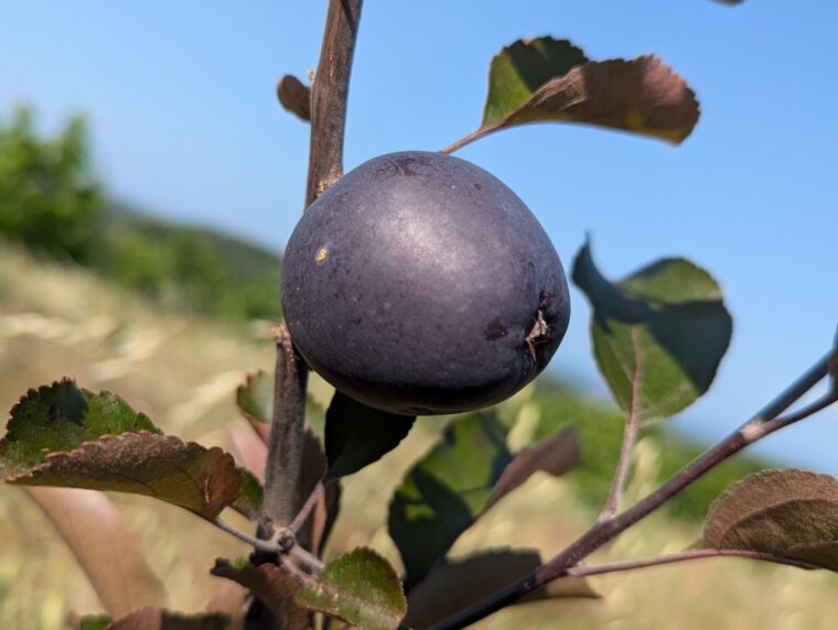 malus-veralma-apple-25-6