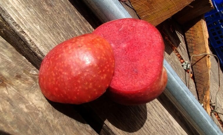 pomme-a-chair-rouge-simotonaya-apple