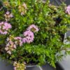 thym longicaulis en fleurs dans un pot