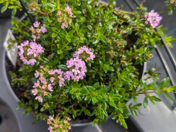 thym longicaulis en fleurs dans un pot