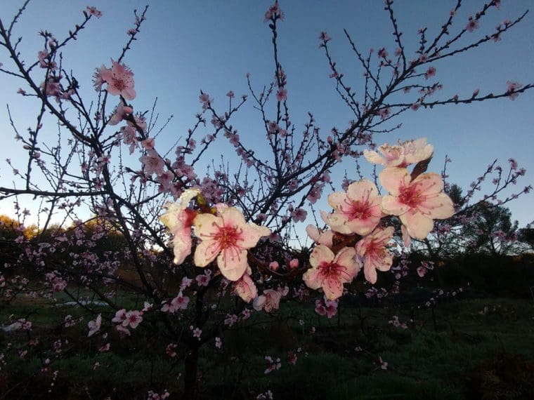 amandier-fleurs