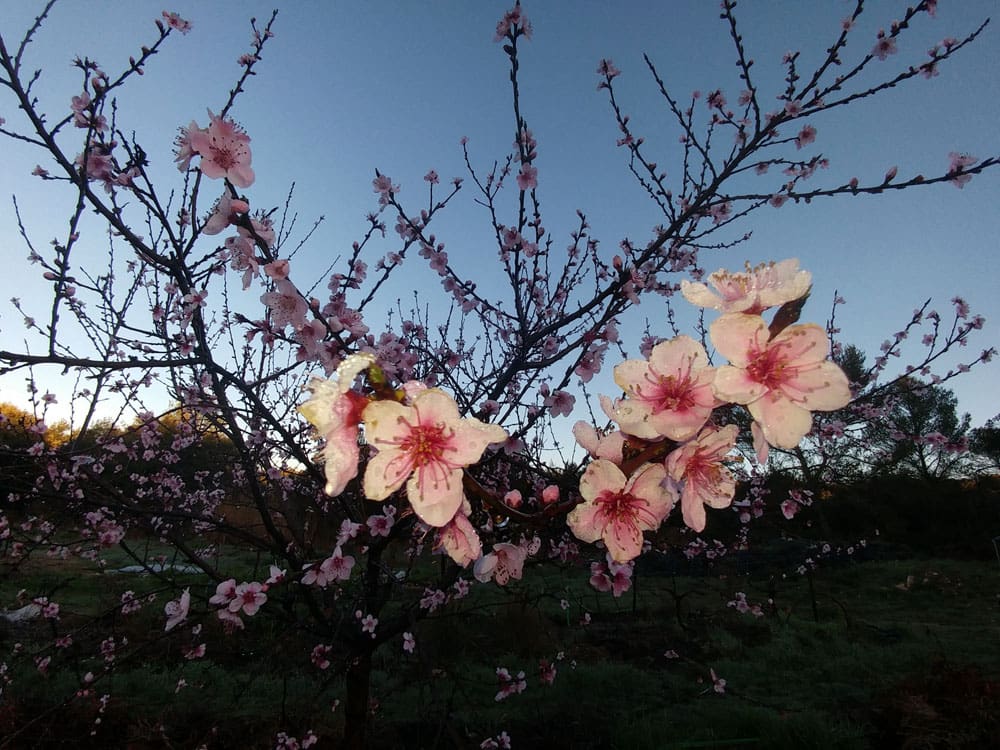 charlotte billig fleurs amandier. Fabriqué en BRETAGNE