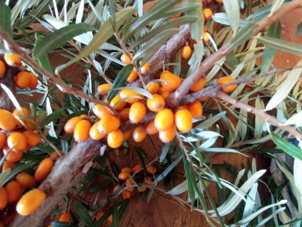 Fruits oranges sur des branches feuilles de l'argousier femelle Julia