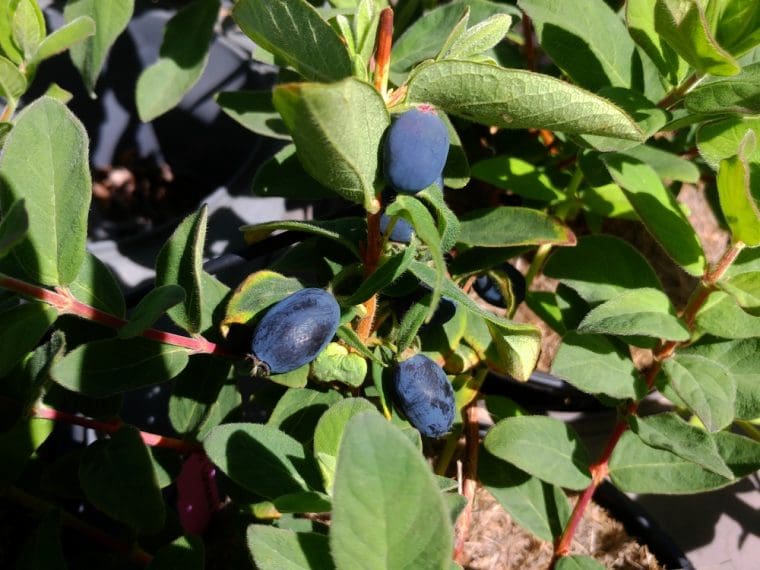 lonicera-fialka