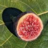 Figuier Bursa Black : fruits marron violacé, très gros et bien juteux