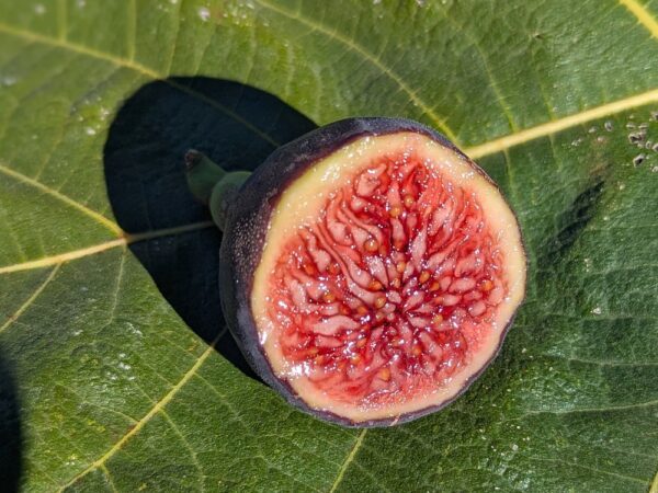 Figuier Bursa Black : fruits marron violacé, très gros et bien juteux