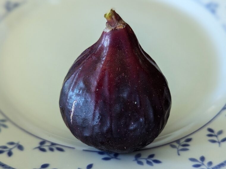 ficus-carica-bursa-brown-25-7