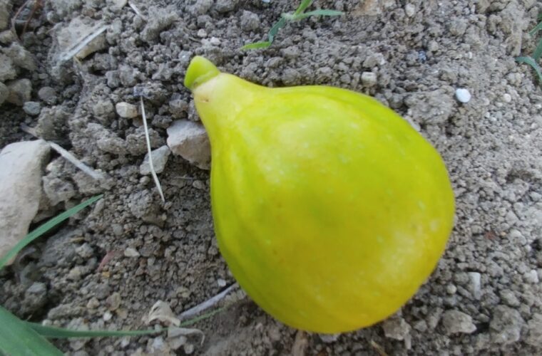 Ficus carica col de dame blanc