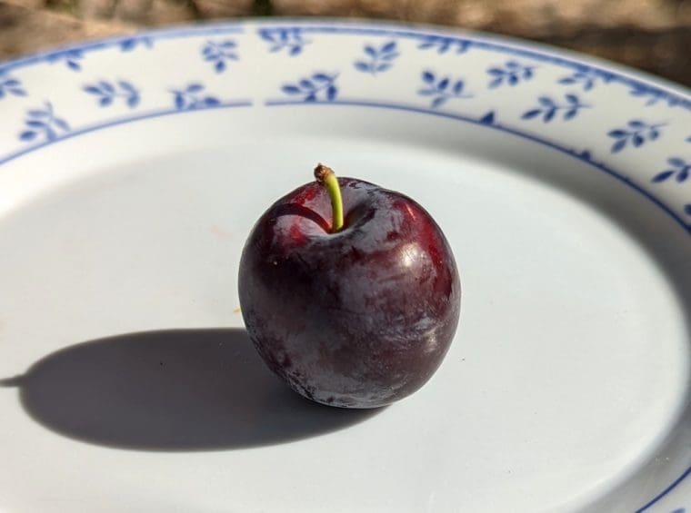 prune-cerise-douceur-de-juillet