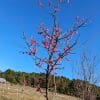 arbre en fleurs