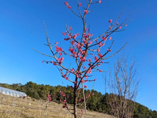 arbre en fleurs