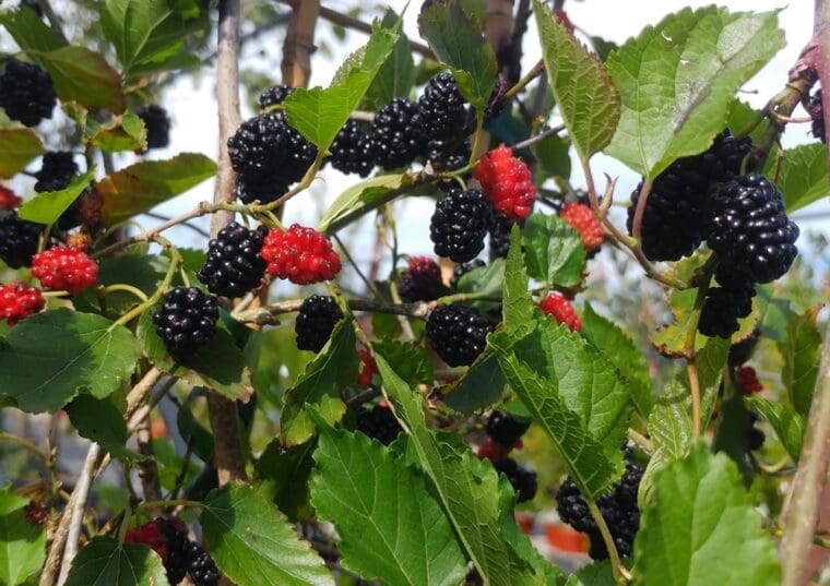 Morus-nigra-nain