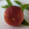 Une mandarine sanguine avec des feuilles sur une assiette blanche