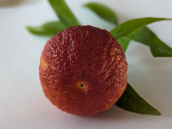 Une mandarine sanguine avec des feuilles sur une assiette blanche