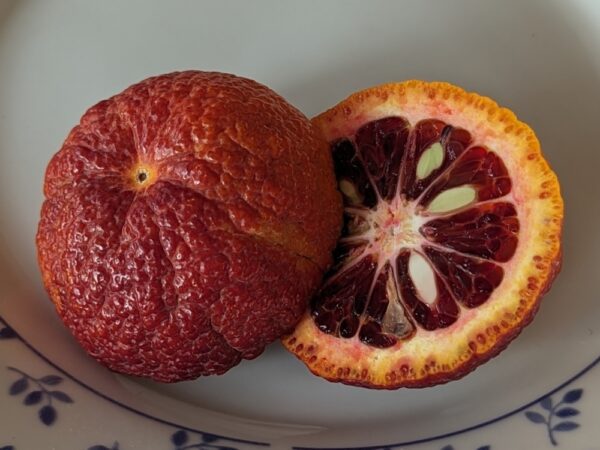 Une mandarine sanguine coupée en deux sur une assiette