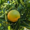 Une orange Hamlin sur l'arbre