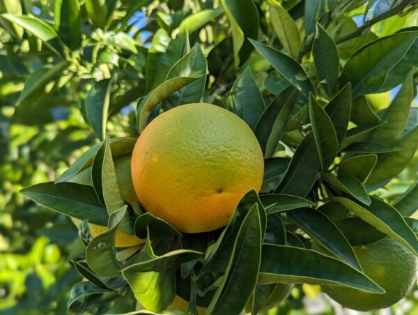Une orange Hamlin sur l'arbre