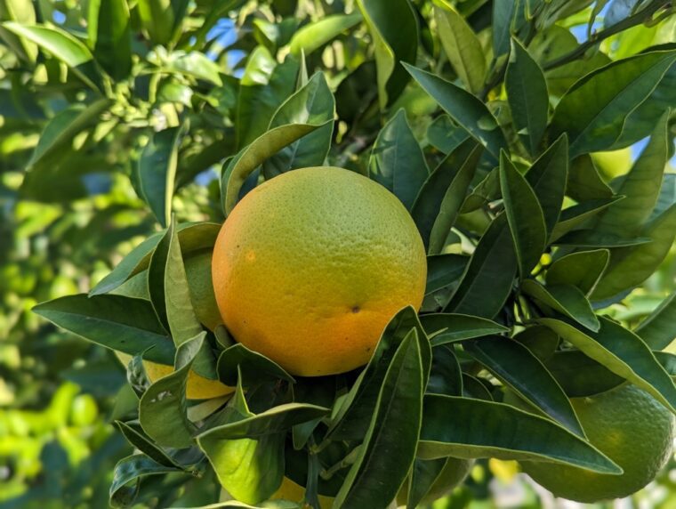 citrus-orange-hamlin-10-23