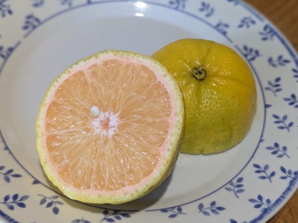 Wekiwa est un petit fruit à peau jaune, légèrement orangé à maturité, assez résistant au froid