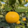 Un très beau fruit de Wekiwa sur l'arbre