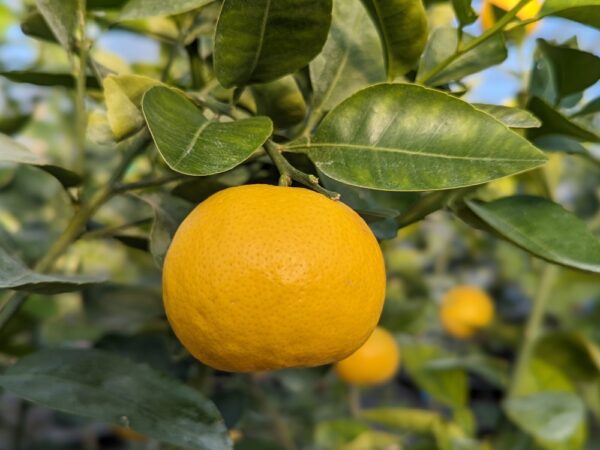 Un très beau fruit de Wekiwa sur l'arbre