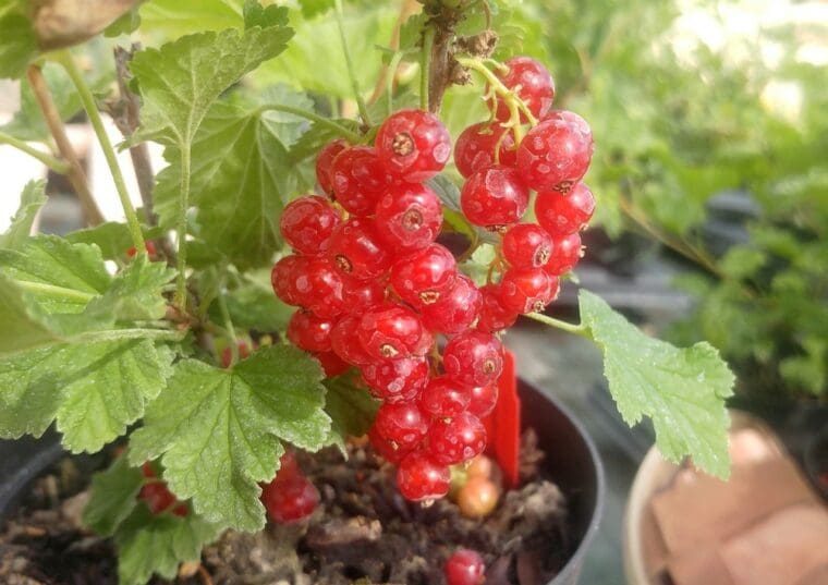groseilles-jonkheer-van-tets-rouge