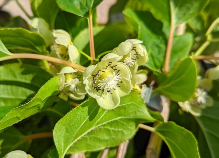 kiwaï-chang-bai-giant-fleurs