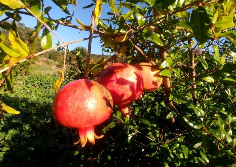 punica-granatum-syunt