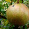 Fruit de Punica granatum ambrosia à la peau claire