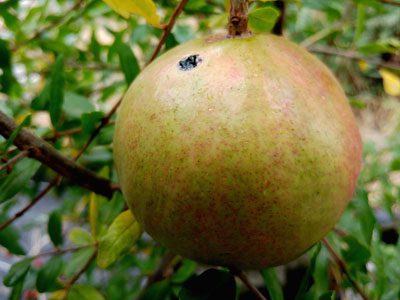 Fruit de Punica granatum ambrosia à la peau claire