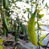 Citron caviar Wauchope sur l'arbre