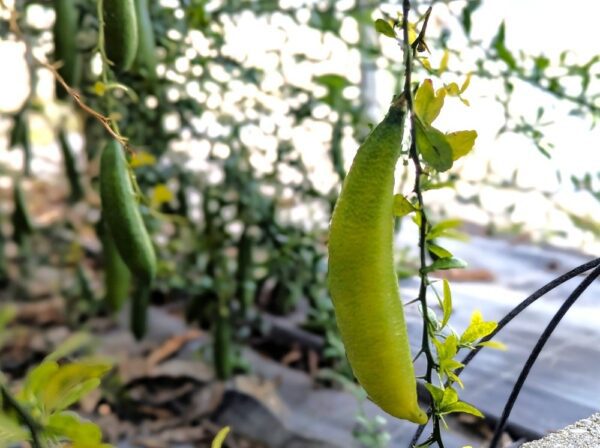 Citron caviar Wauchope sur l'arbre