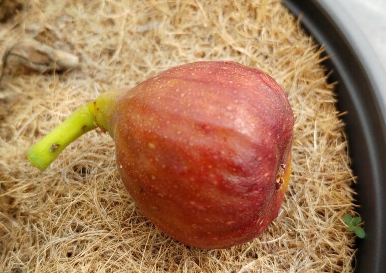 ficus-carica-lampeira