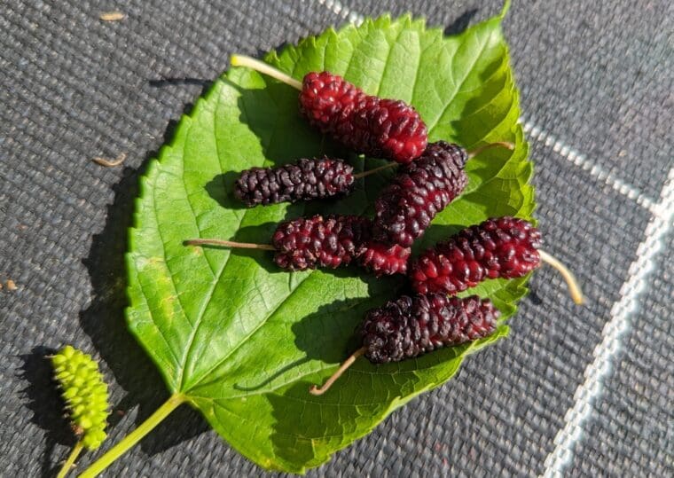 morus-fuji-red-fruit-feuille