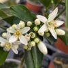 floraison de l'agrume Miyagawa
