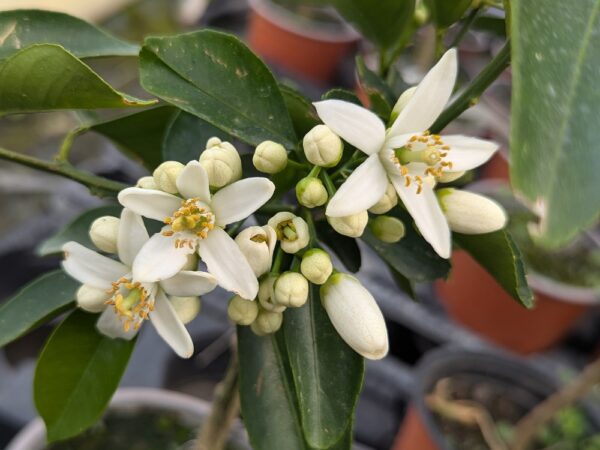 floraison de l'agrume Miyagawa