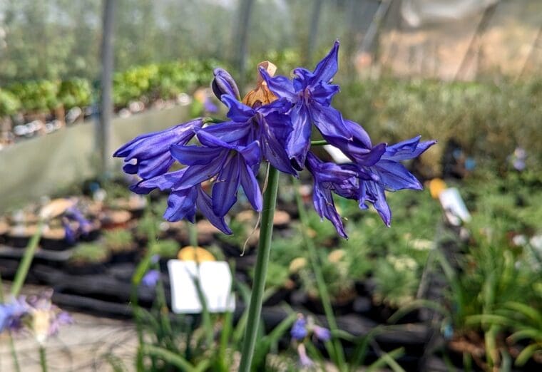 agapanthe-northern-star-22