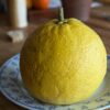 très gros pamplemousse siam sur une assiette