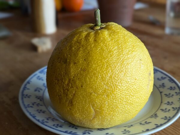 très gros pamplemousse siam sur une assiette