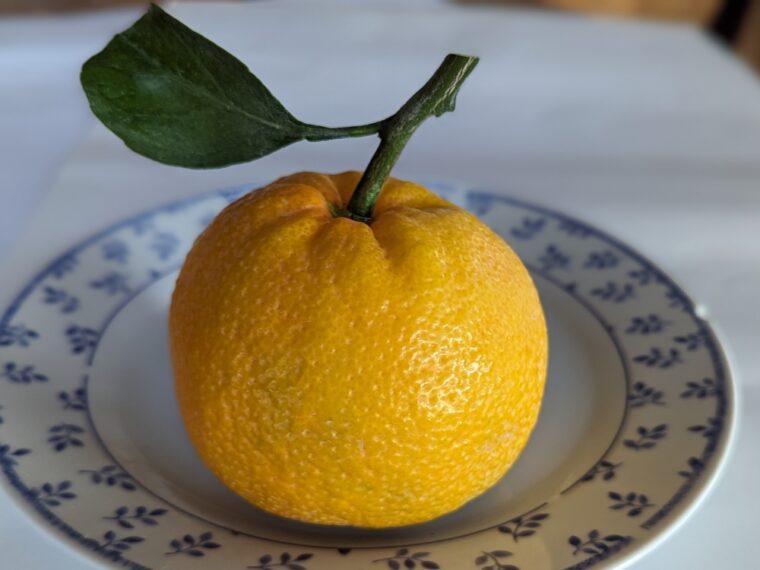 citrus-unshui-hachimoto-10-6