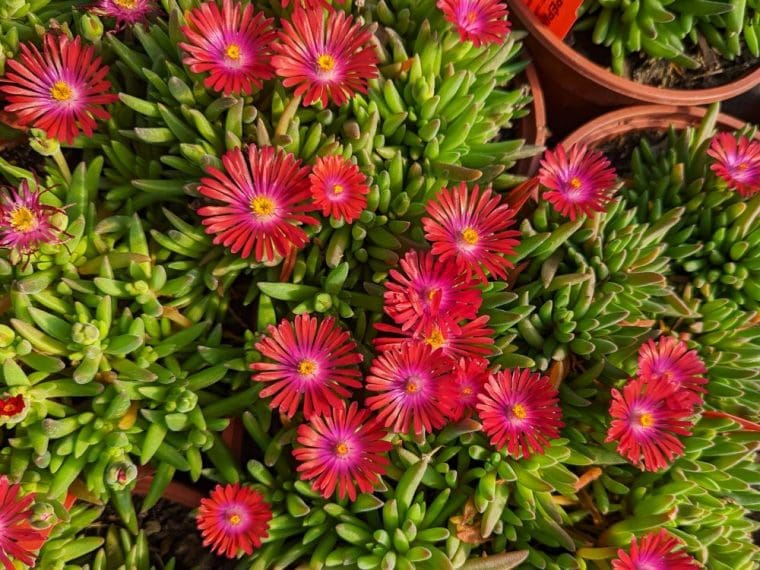 delosperma-rouge-pépiniere-quissac