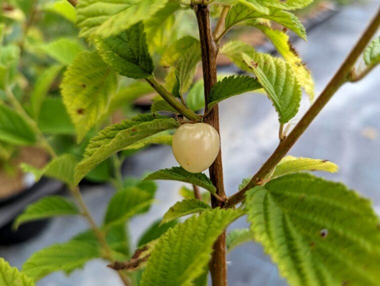 prunus-tomentosa-snovitt-plante-fruit