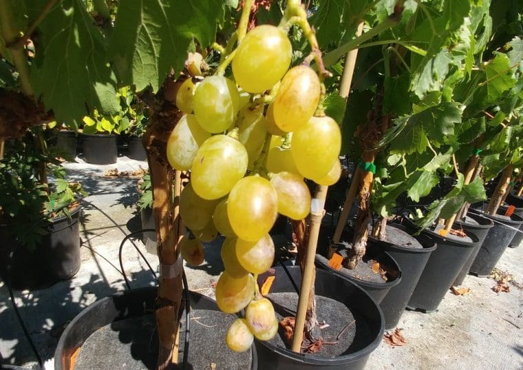 vitis-goldberry-21-8-28