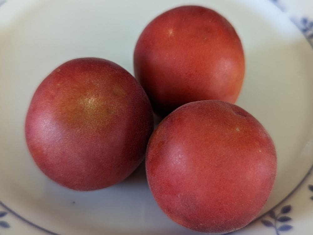 prunus-biricoccolo-fruit
