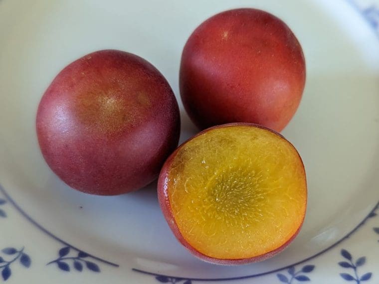 prunus-biricoccolo