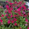 sauge pink passion en fleurs